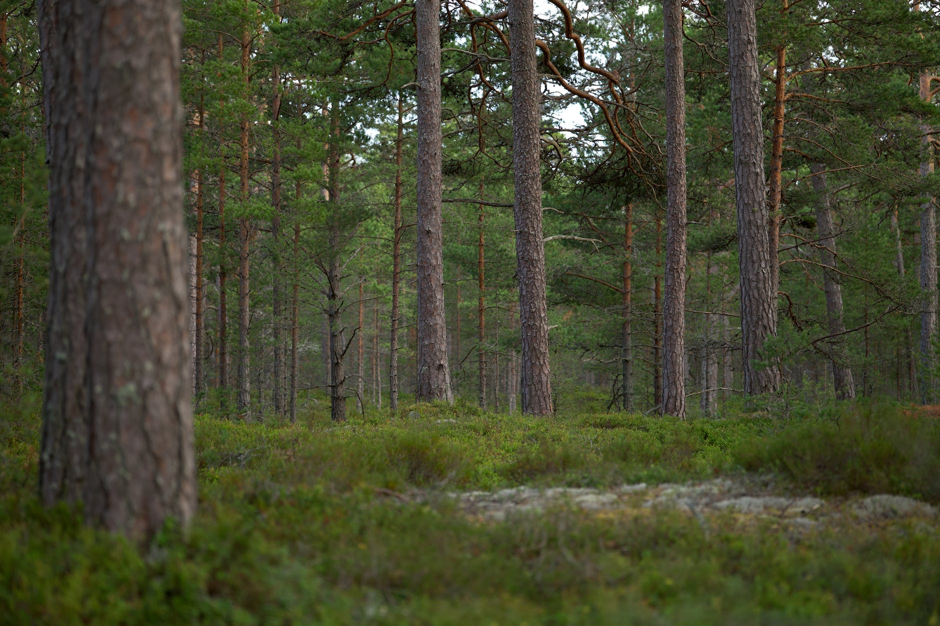 Créer un Environnement Positif : Guide pour Favoriser le Bien-être Emotionnel.