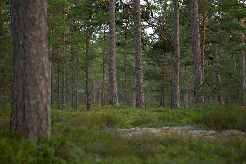 Créer un Environnement Positif : Guide pour Favoriser le Bien-être Emotionnel.